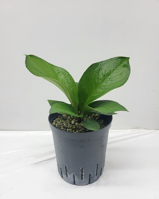 Riza Karma Plants Anthurium Birdnest Pack of 1