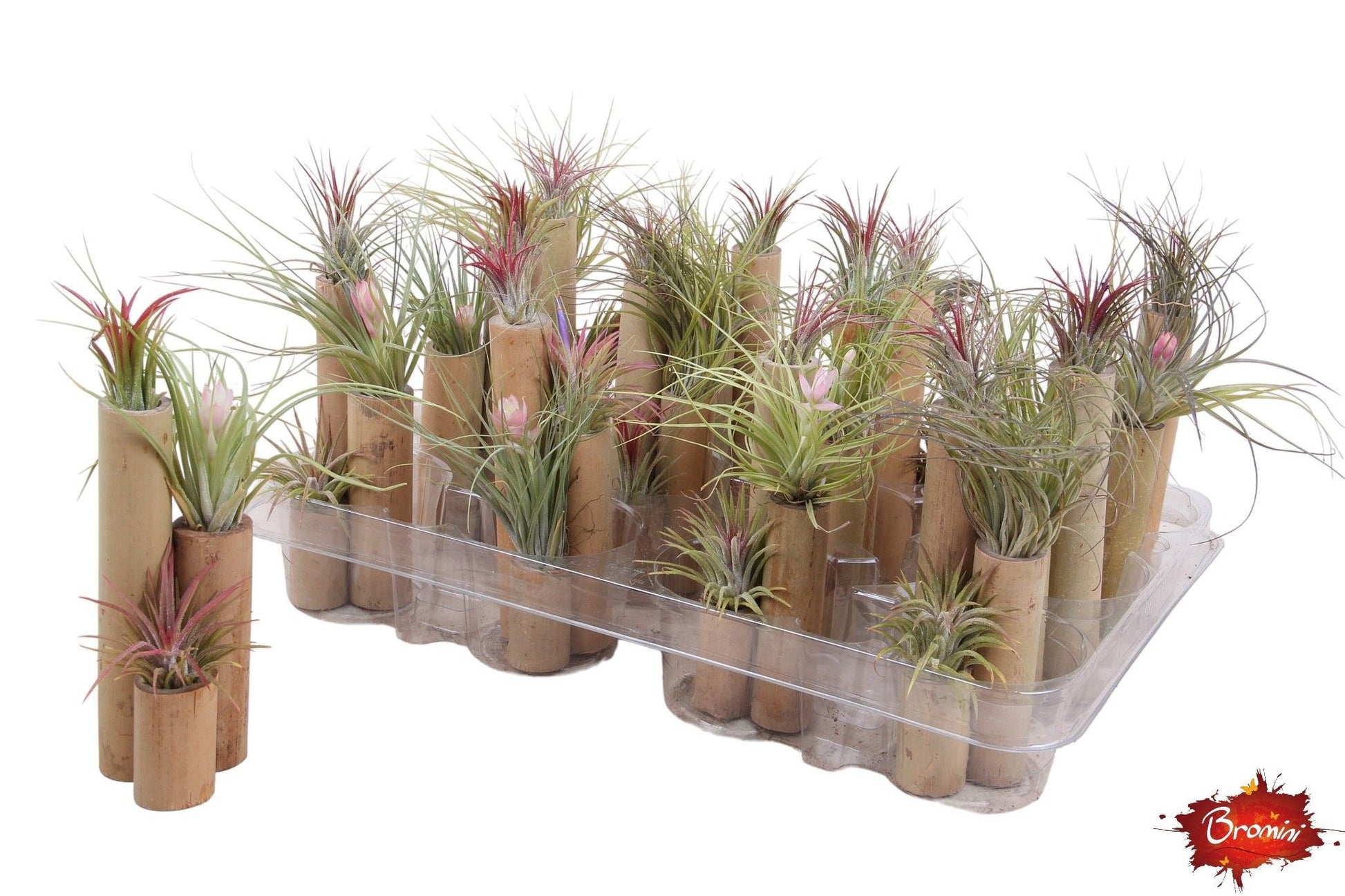 Rip Bromini BV arr. Bromelia Pack of 12