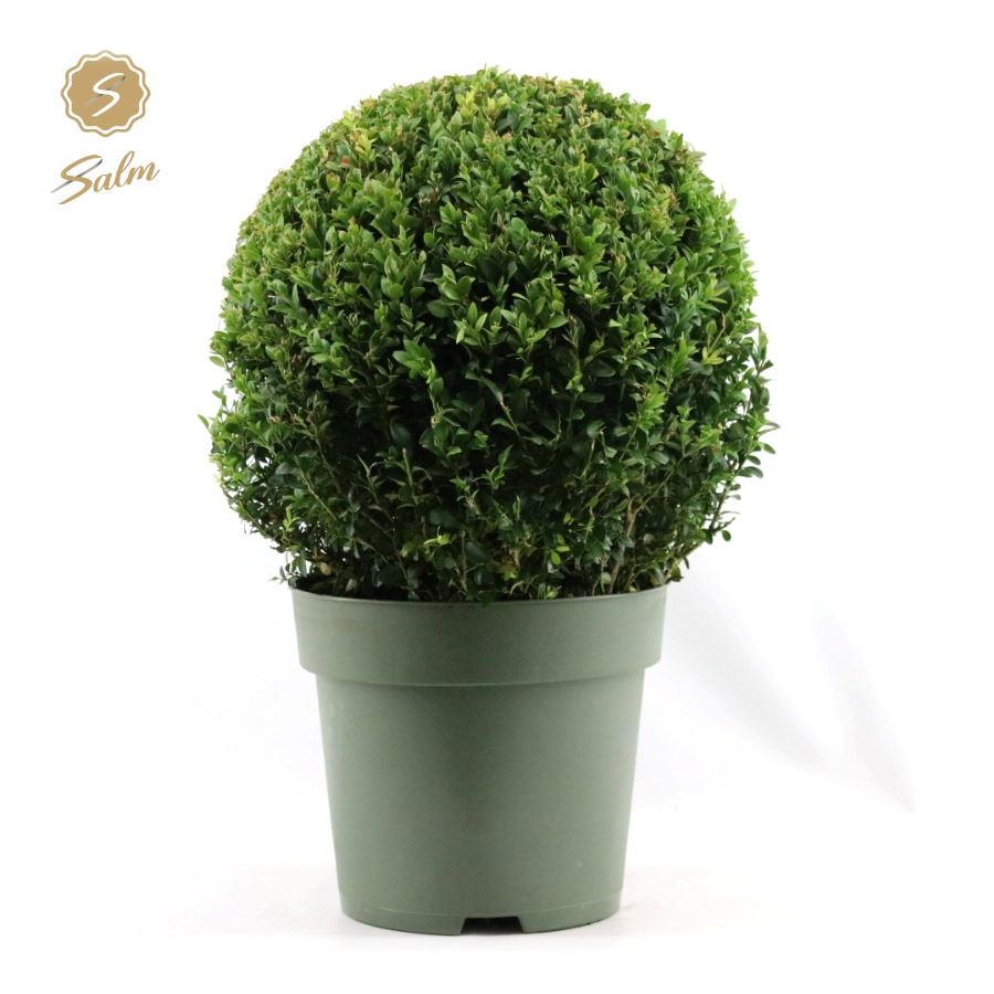 Buxus sempervirens ball Ø 35 48cm 27cm Pot