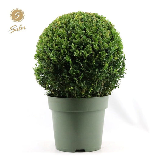 Buxus sempervirens ball Ø 35 48cm 27cm Pot