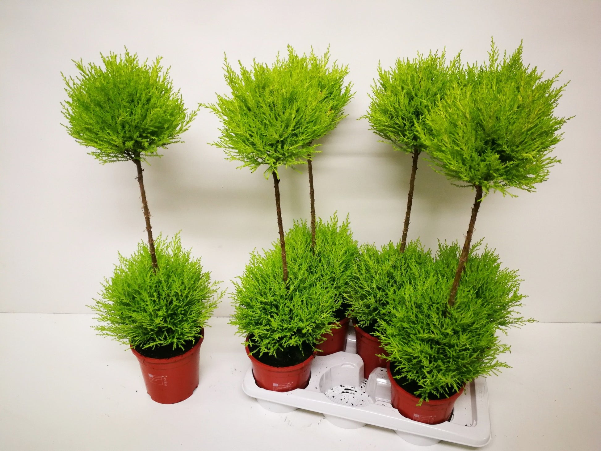 Kwekershof, Fa. Cupressus Goldcrest Wilma duo-ball Pack of 6