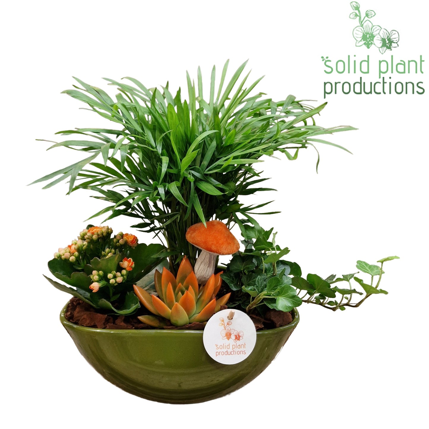 CE005 Evelyn Green Orange Echeveria 35cm 22cm Pot