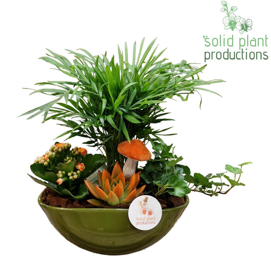 CE005 Evelyn Green Orange Echeveria 35cm 22cm Pot