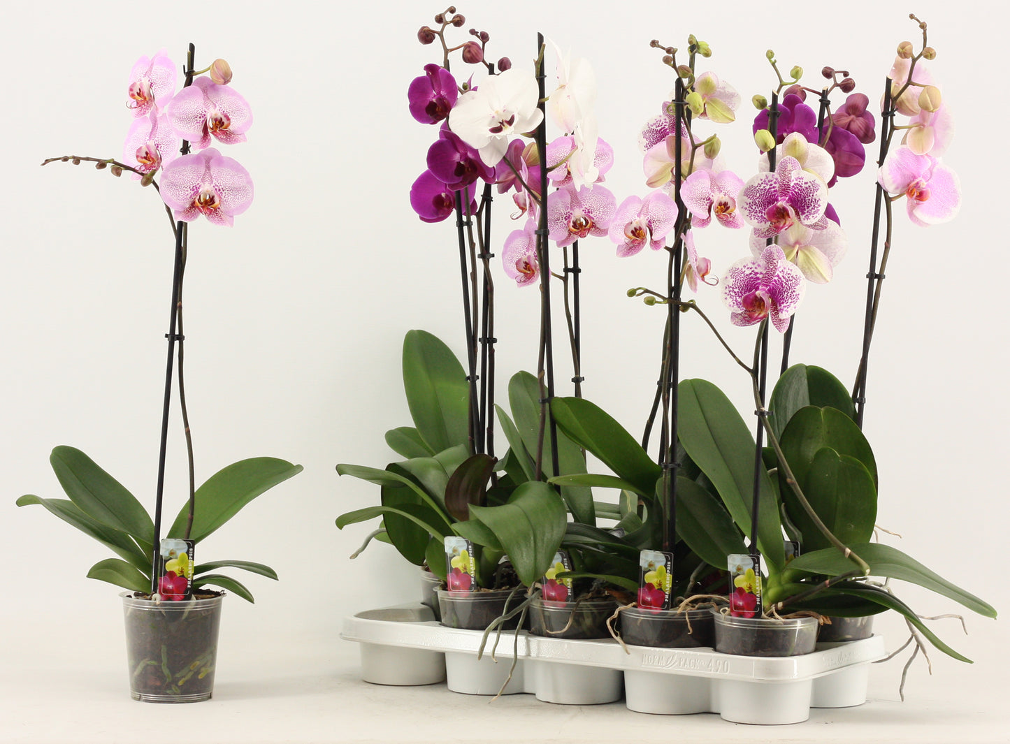Phalaenopsis mix 65cm 12cm Pot