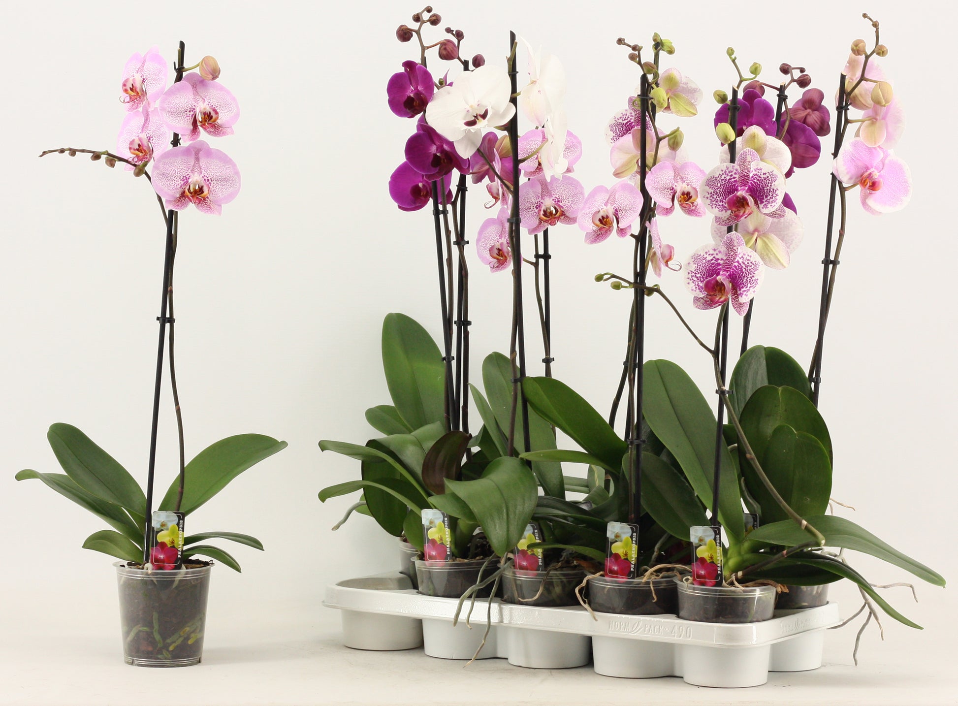 Phalaenopsis mix 65cm 12cm Pot