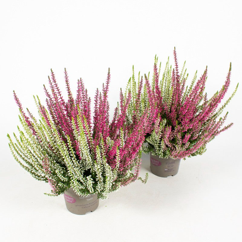Calluna Garden Girls twin 17cm 11cm Pot