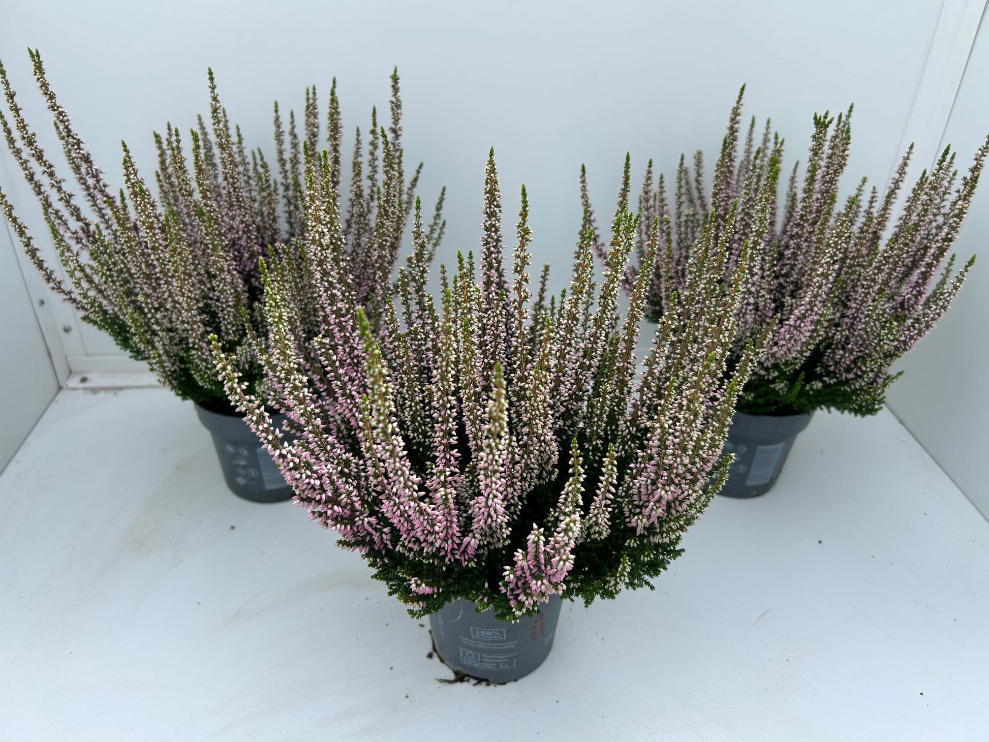 Gartenbau Janshen Gbr Calluna Beauty Ladies pink Pack of 10