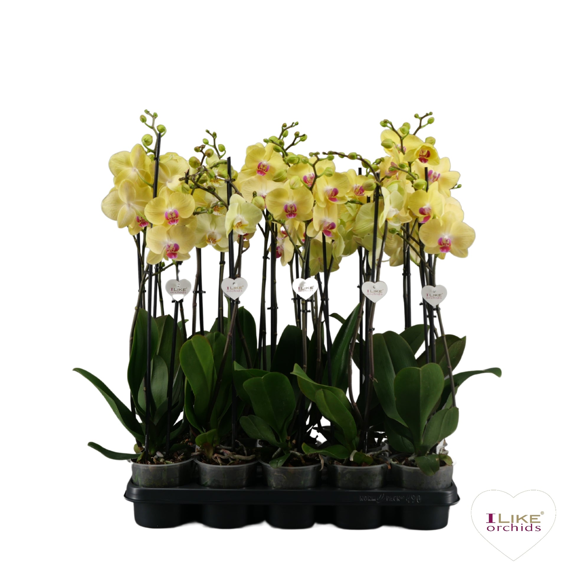 Levoplant BV Phalaenopsis yellow Pack of 8