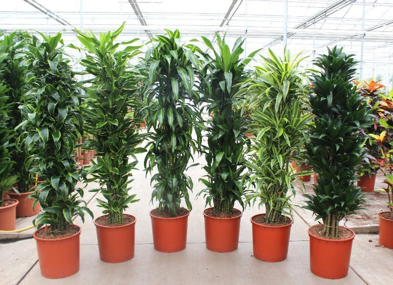 Dracaena fragrans mix 180cm 34cm Pot