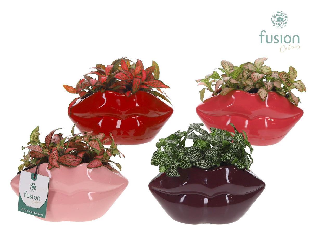 Keramiek Lippen met Fittonia 15cm 15cm Pot
