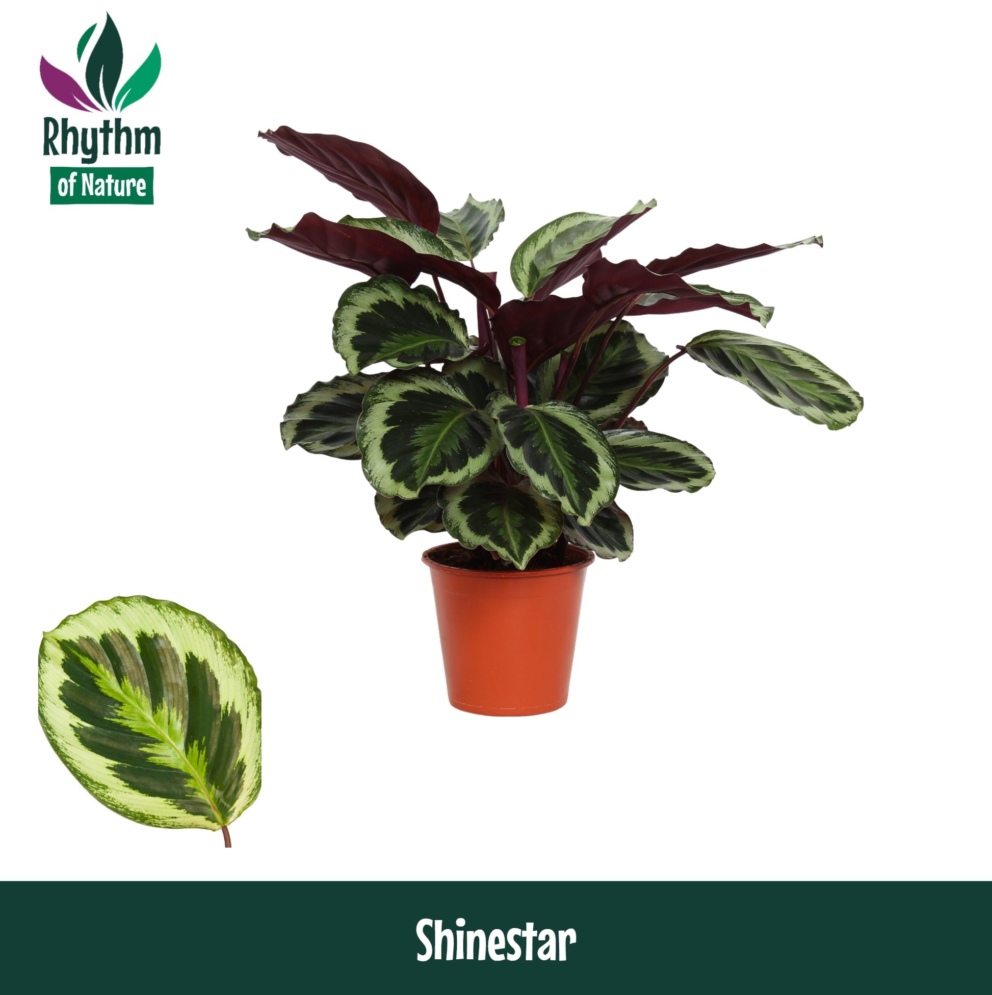 Calathea Shinestar 75cm 19cm Pot