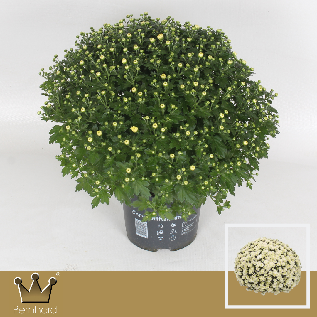 Chrysanthemum Jasoda White 40cm 19cm Pot