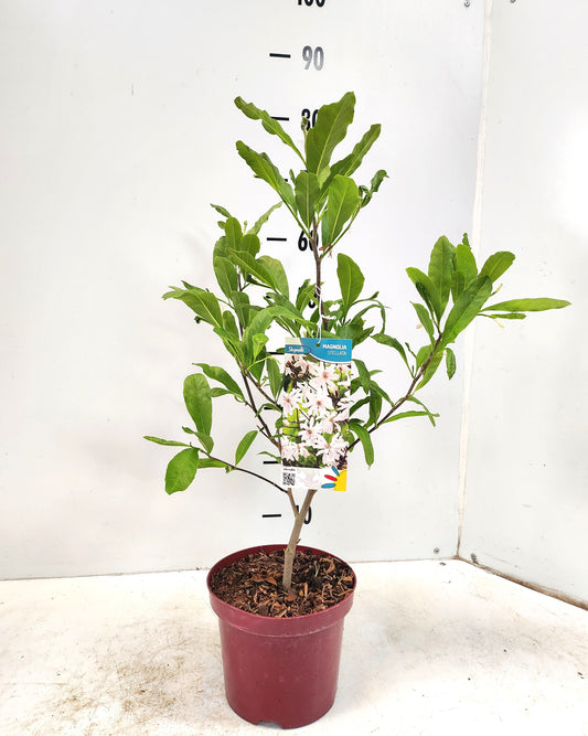 Magnolia stellata 60cm 19cm Pot