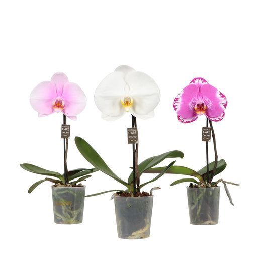 Phalaenopsis mix 40cm 9cm Pot