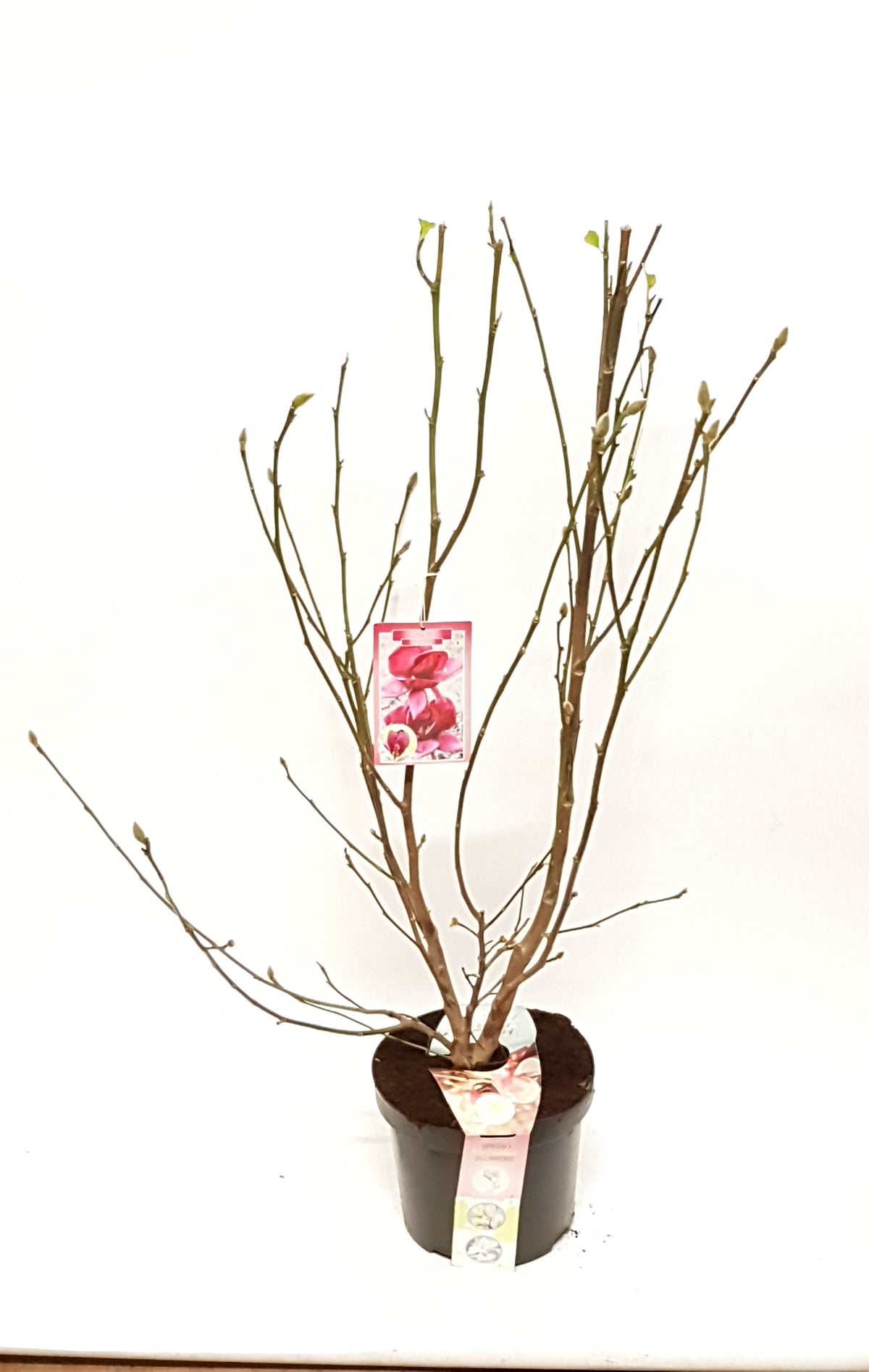 Magnolia 'Star Burst' 110cm 28cm Pot