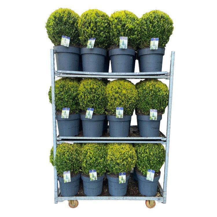 Buxus sempervirens ball 60cm 30cm Pot