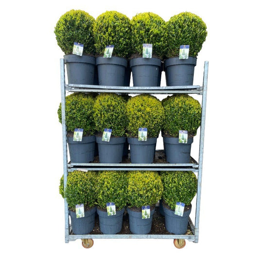 Buxus sempervirens ball 60cm 30cm Pot