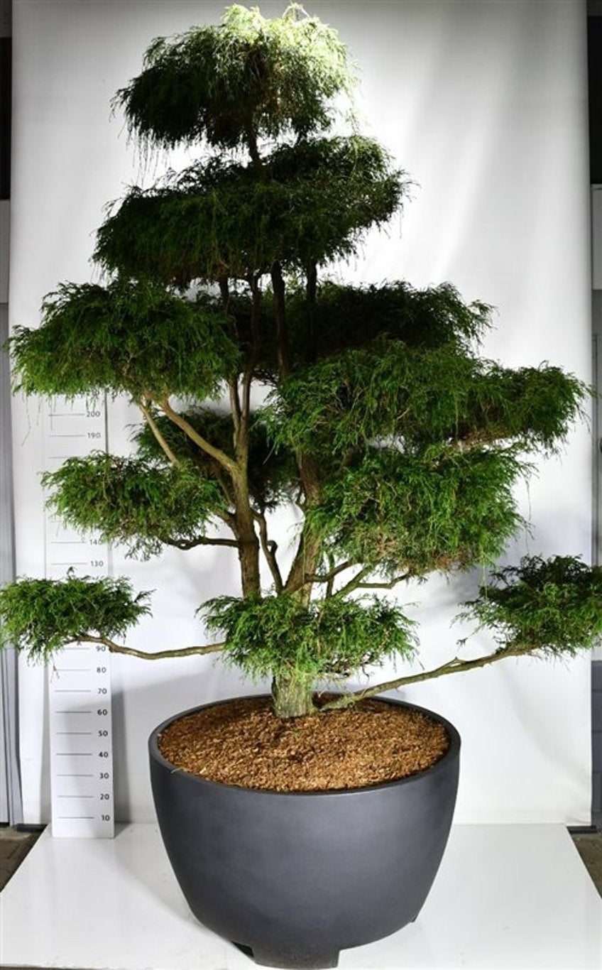 Chamaecyparis Filifera Nana 325cm 112cm Pot