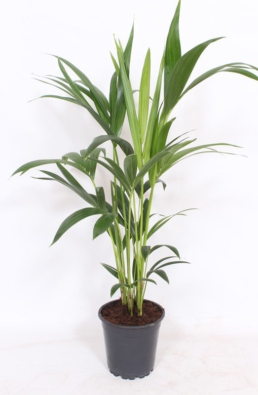 Howea forsteriana 70cm 17cm Pot