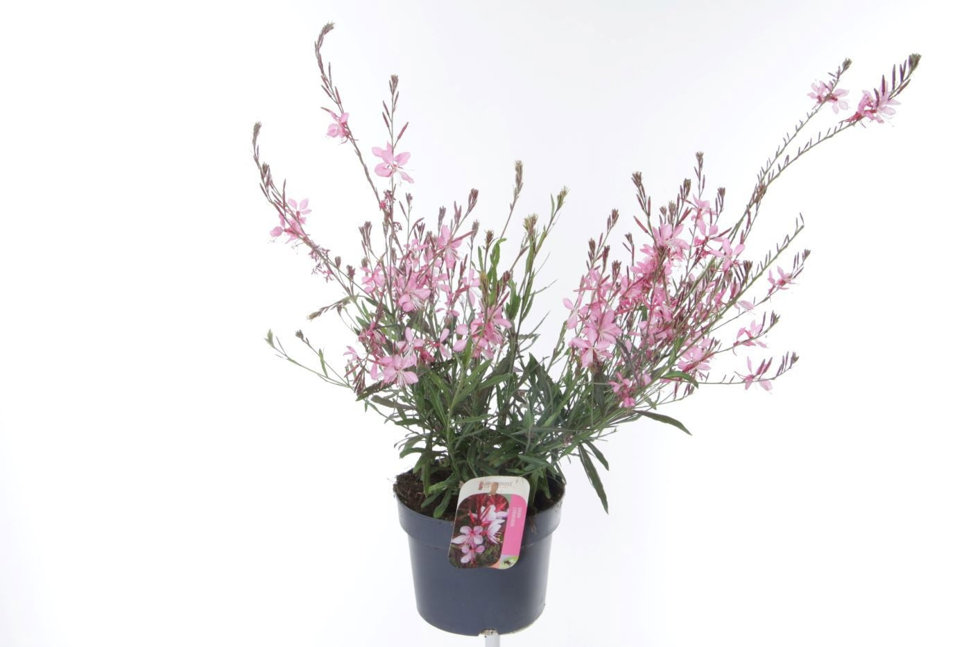 Gaura lind. Geyser Pink 60cm 17cm Pot