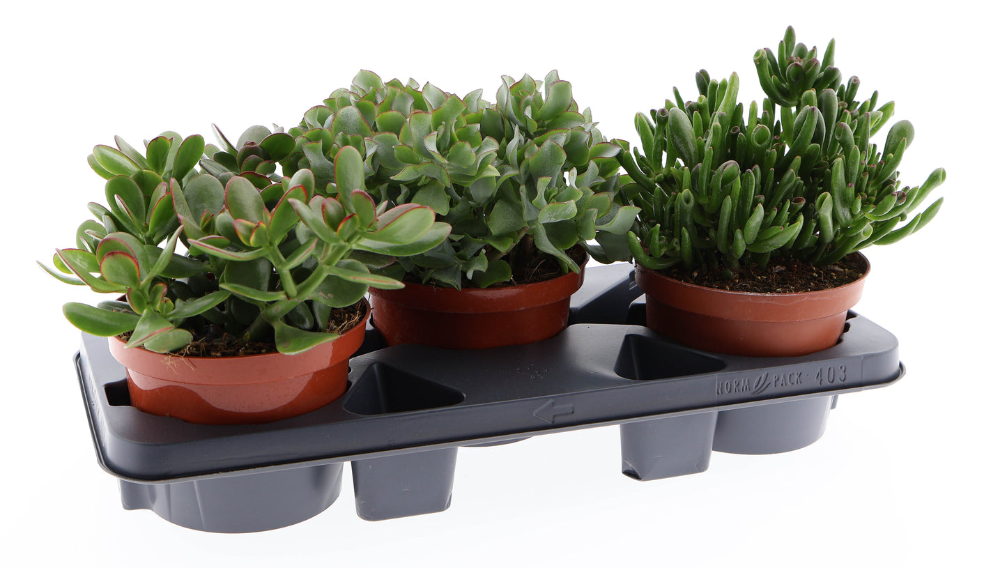 Euro Cactus Holland Bv Crassula mix Pack of 3