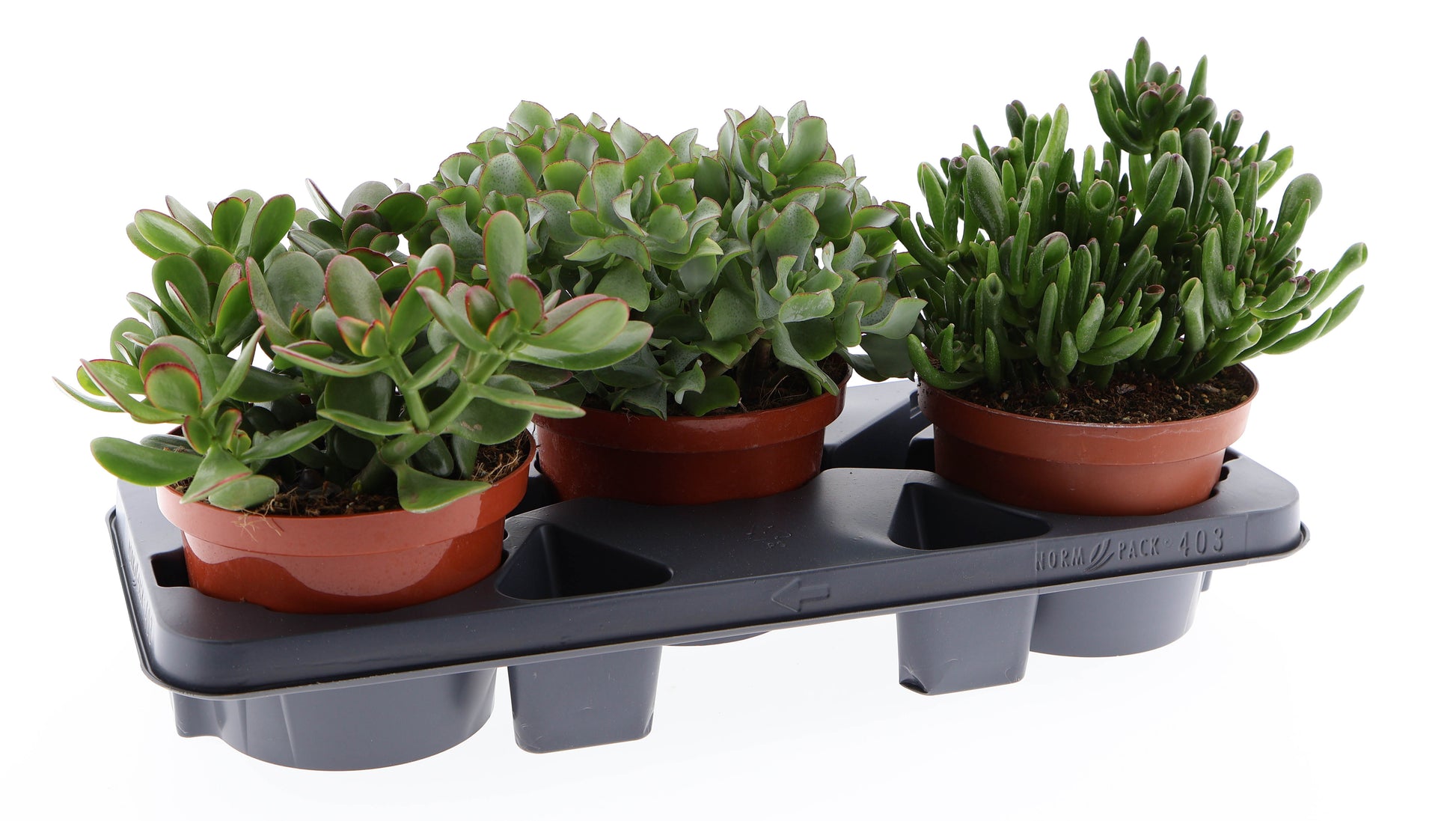Euro Cactus Holland Bv Crassula mix Pack of 3