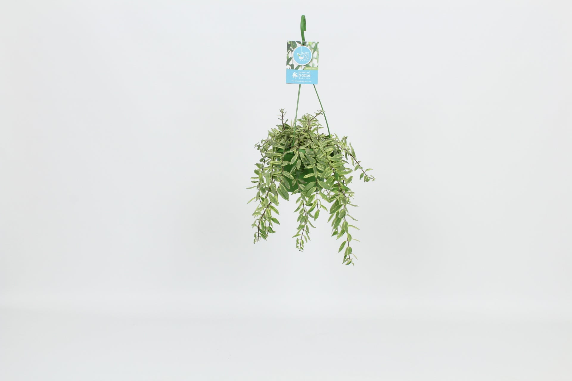 Aeschynanthus Bolero Bicolore 30cm 14cm Pot
