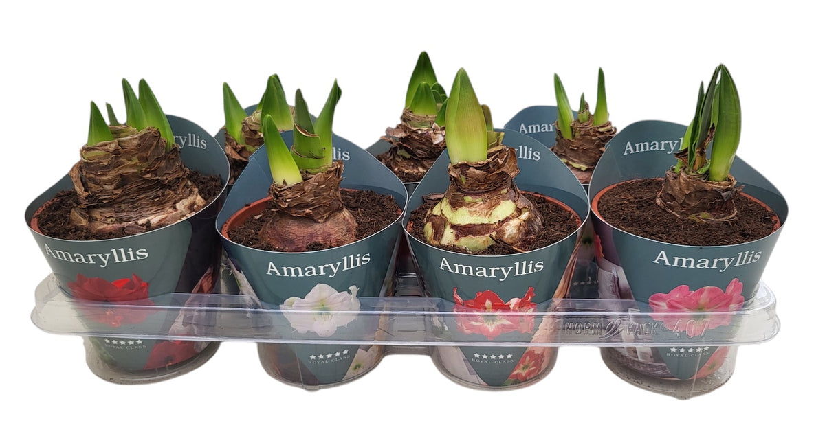 Hippeastrum Hybrid 27cm 14cm Pot