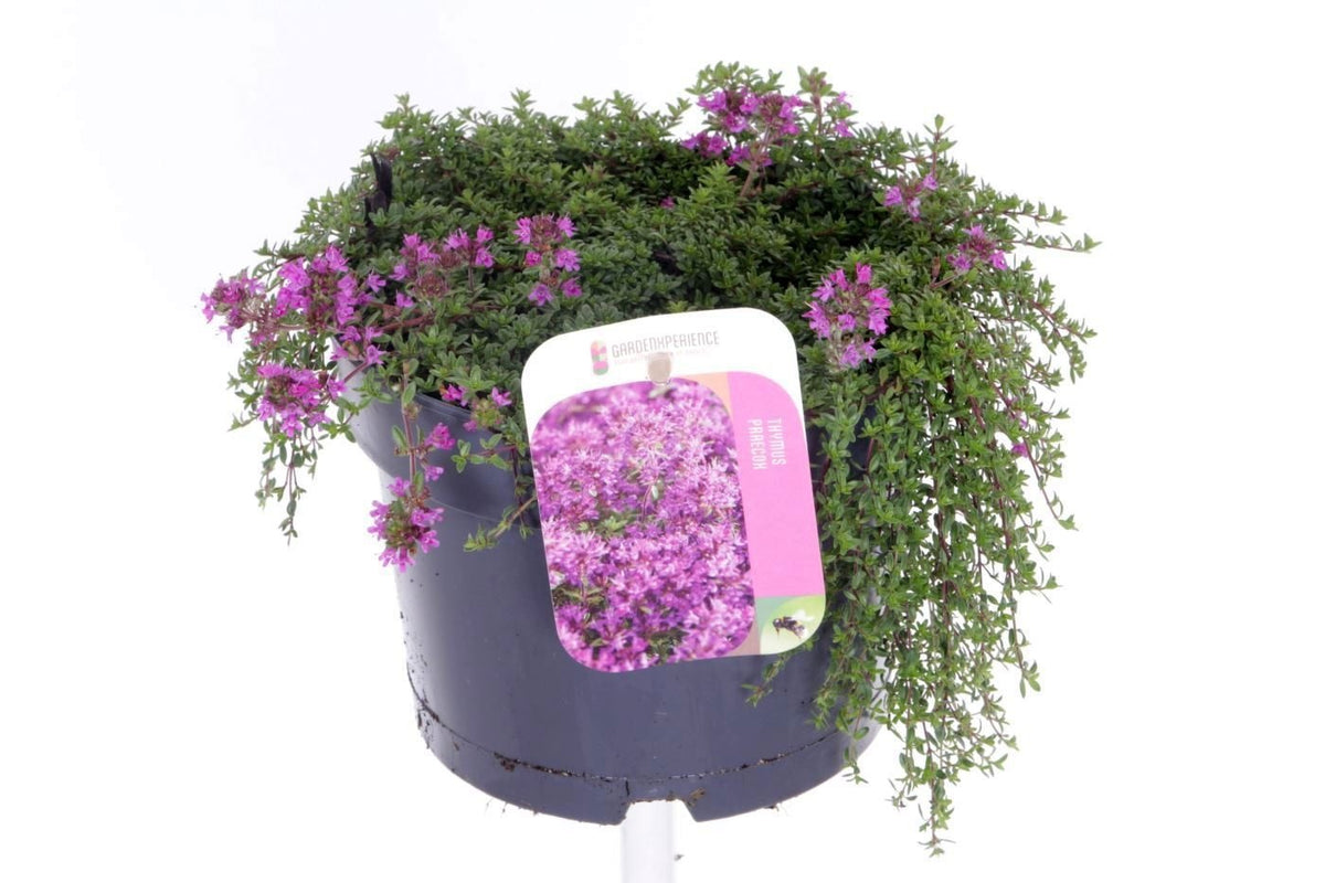 Thymus prae. Purpurteppich 20cm 17cm Pot