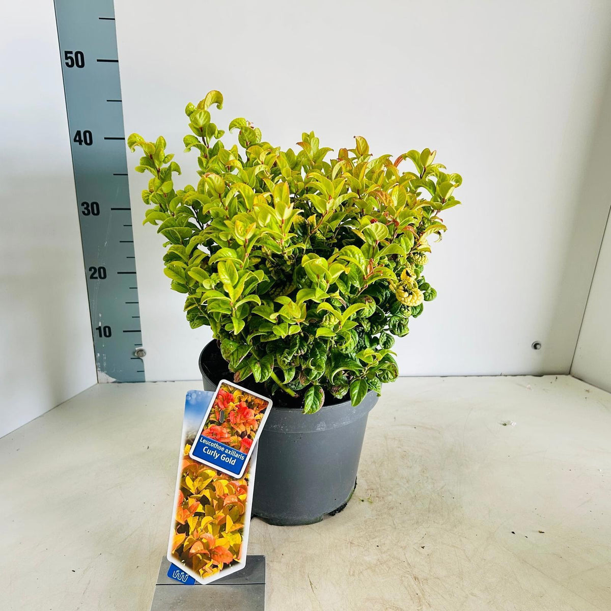 Leucothoe Curly Gold 40cm 23cm Pot
