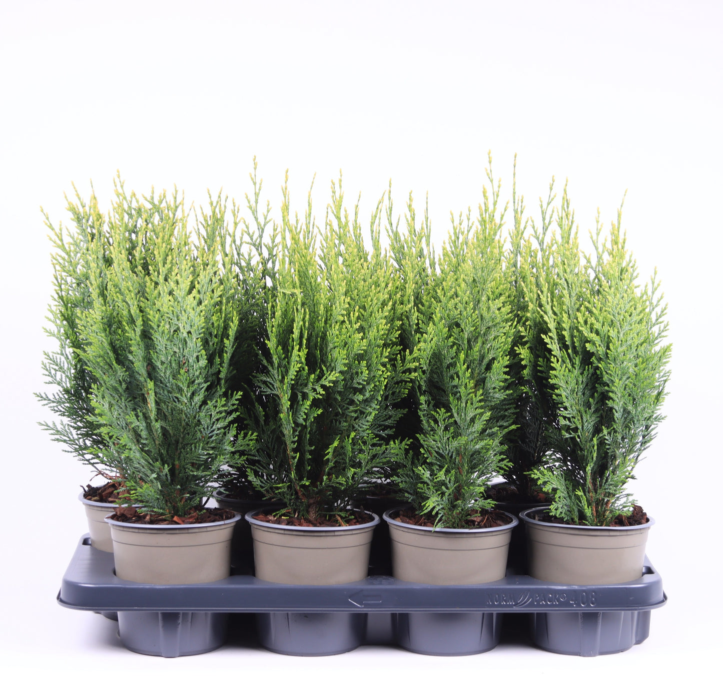 Chamaecyparis White Spot 40cm 13cm Pot