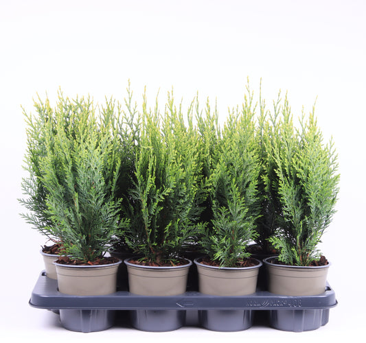 Chamaecyparis White Spot 40cm 13cm Pot