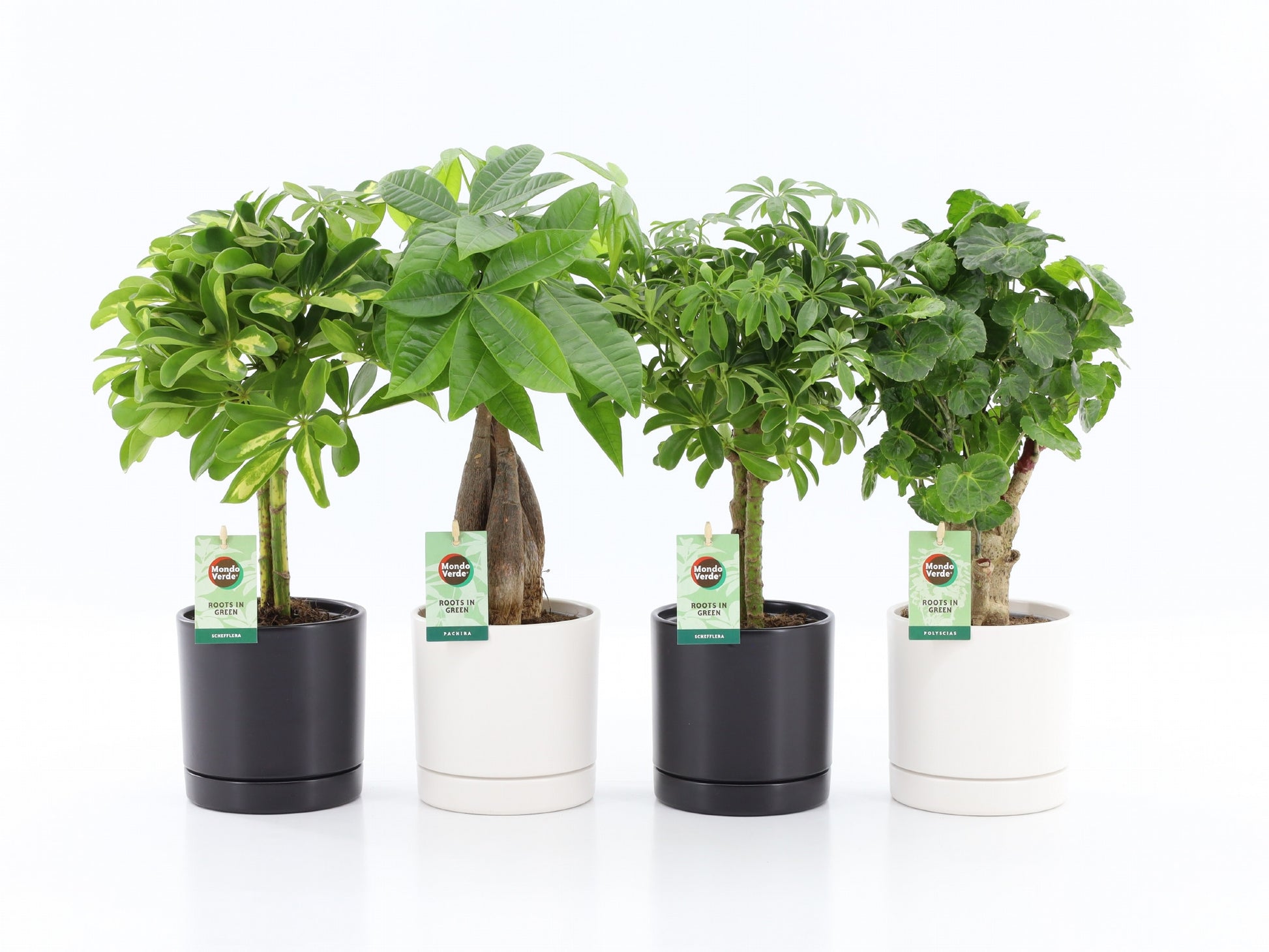 Foliage houseplants mix 45cm 14cm Pot