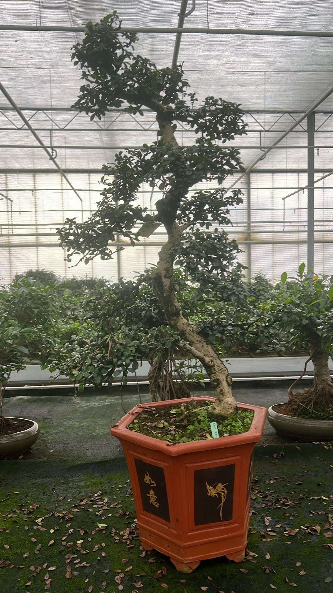 Carmona Bonsai 115cm 37cm Pot