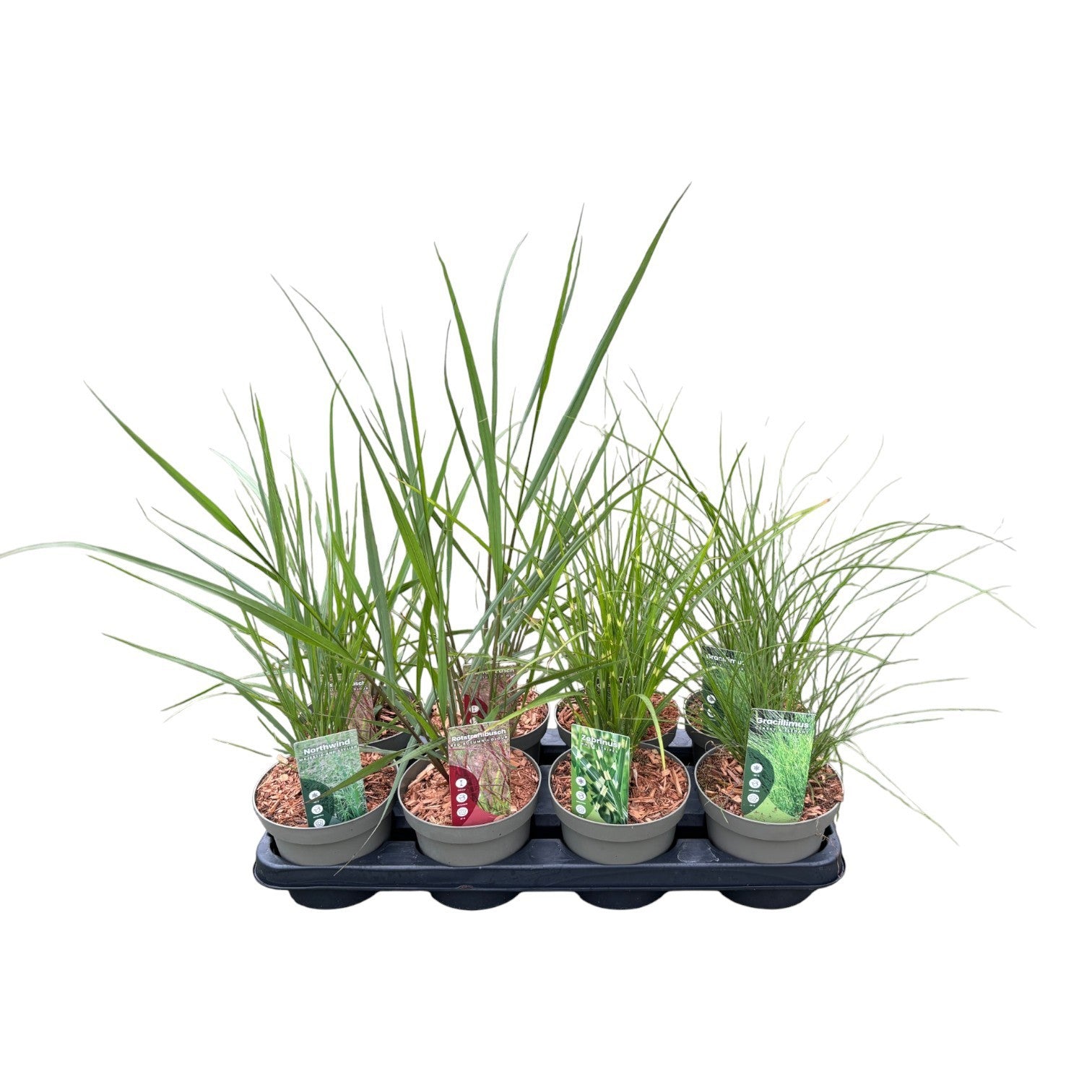 Grasses mix 50cm 14cm Pot