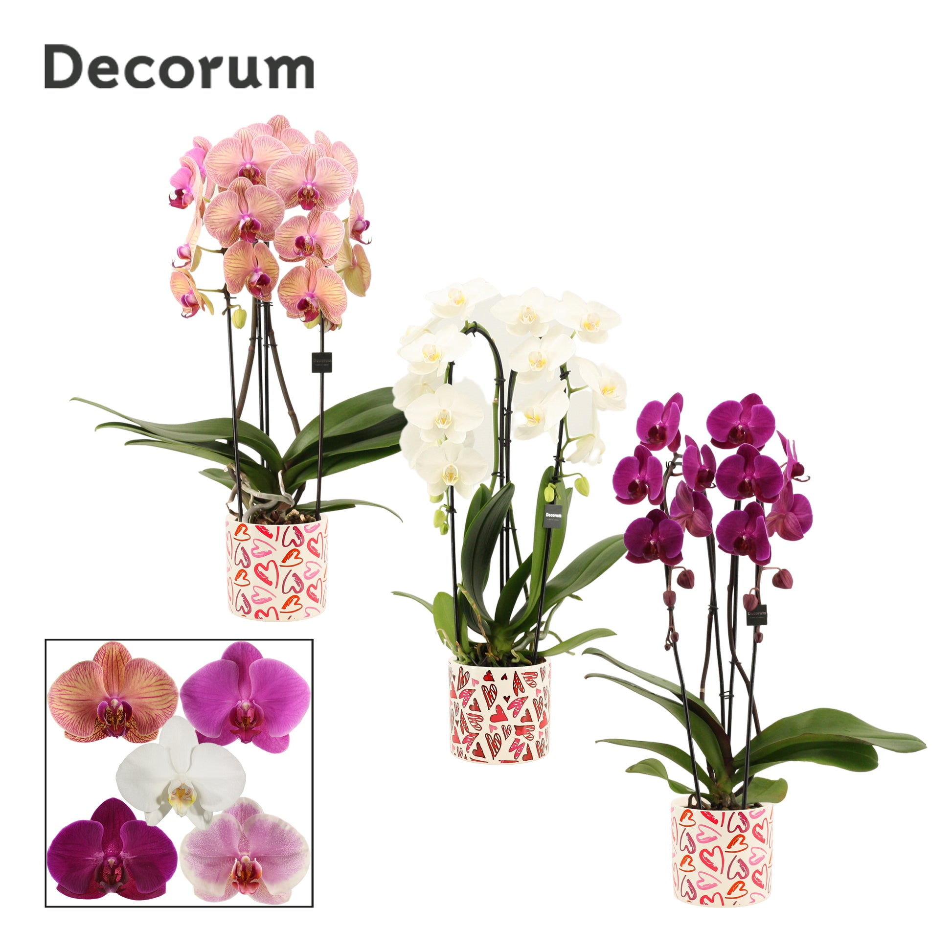 Phalaenopsis mix 55cm 12cm Pot