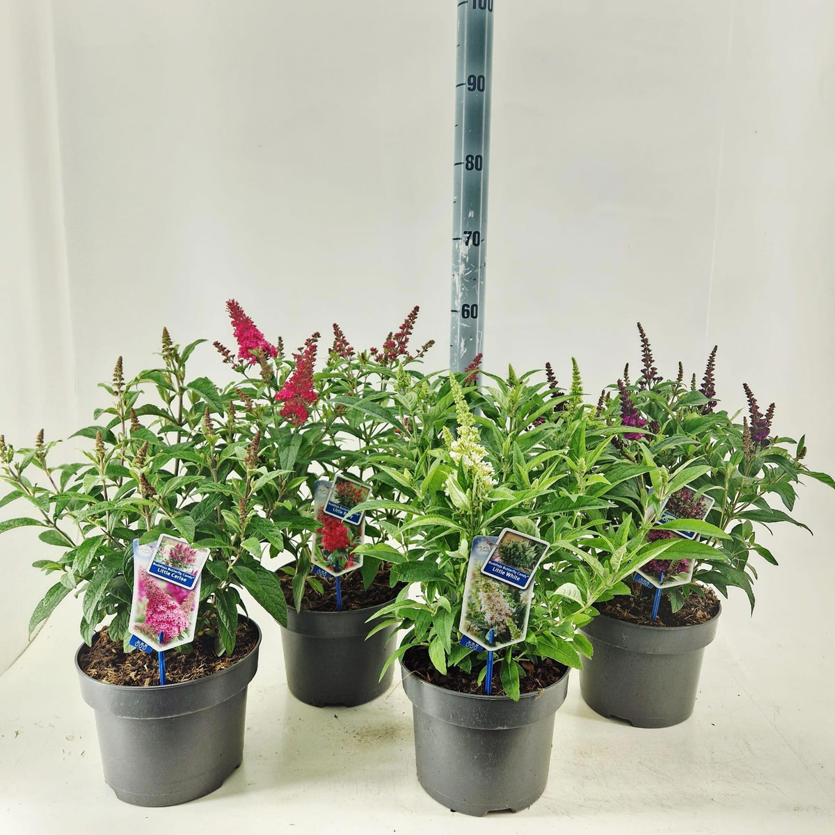 Buddleja Butterfly Candy mix 55cm 23cm Pot