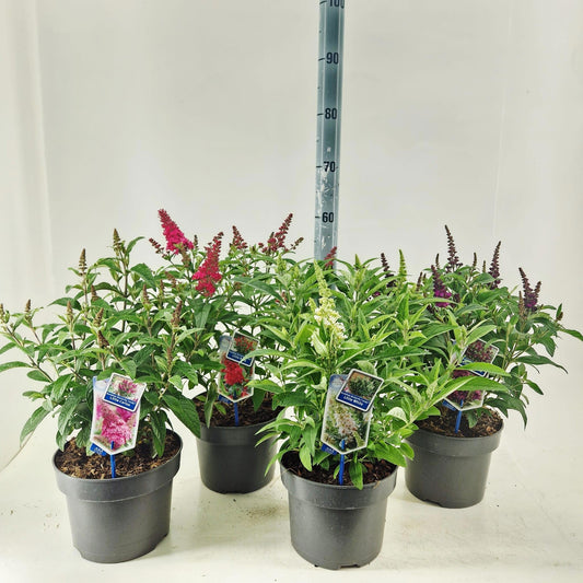 Buddleja Butterfly Candy mix 55cm 23cm Pot