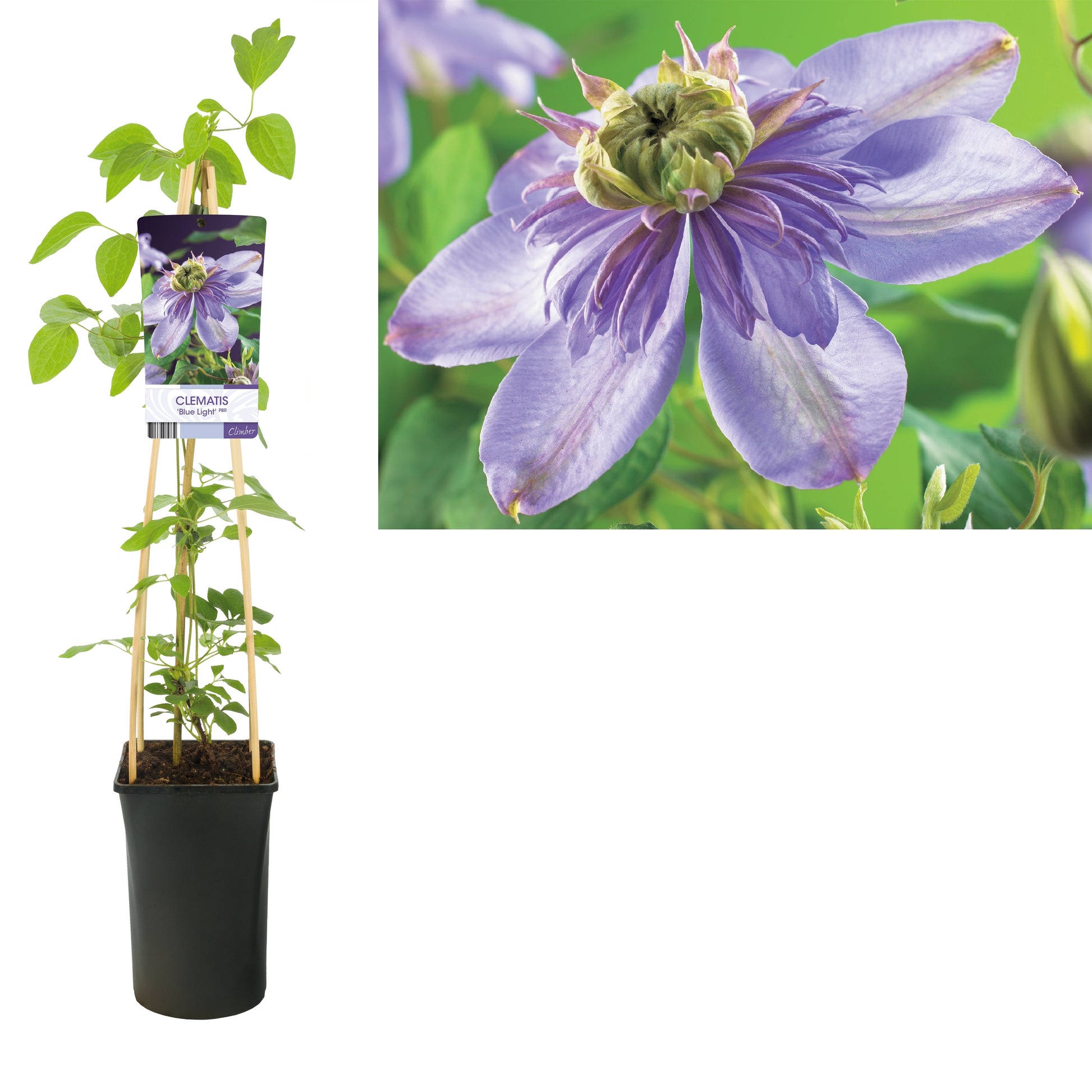 Clematis Blue Light 75cm 17cm Pot