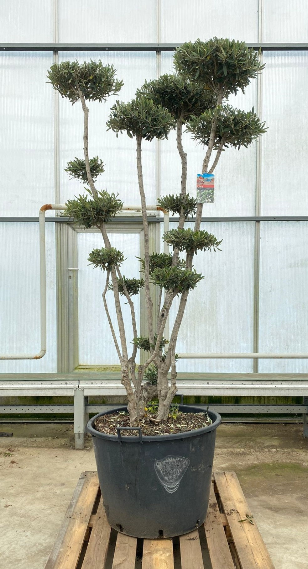 Olea europaea 270cm 70cm Pot
