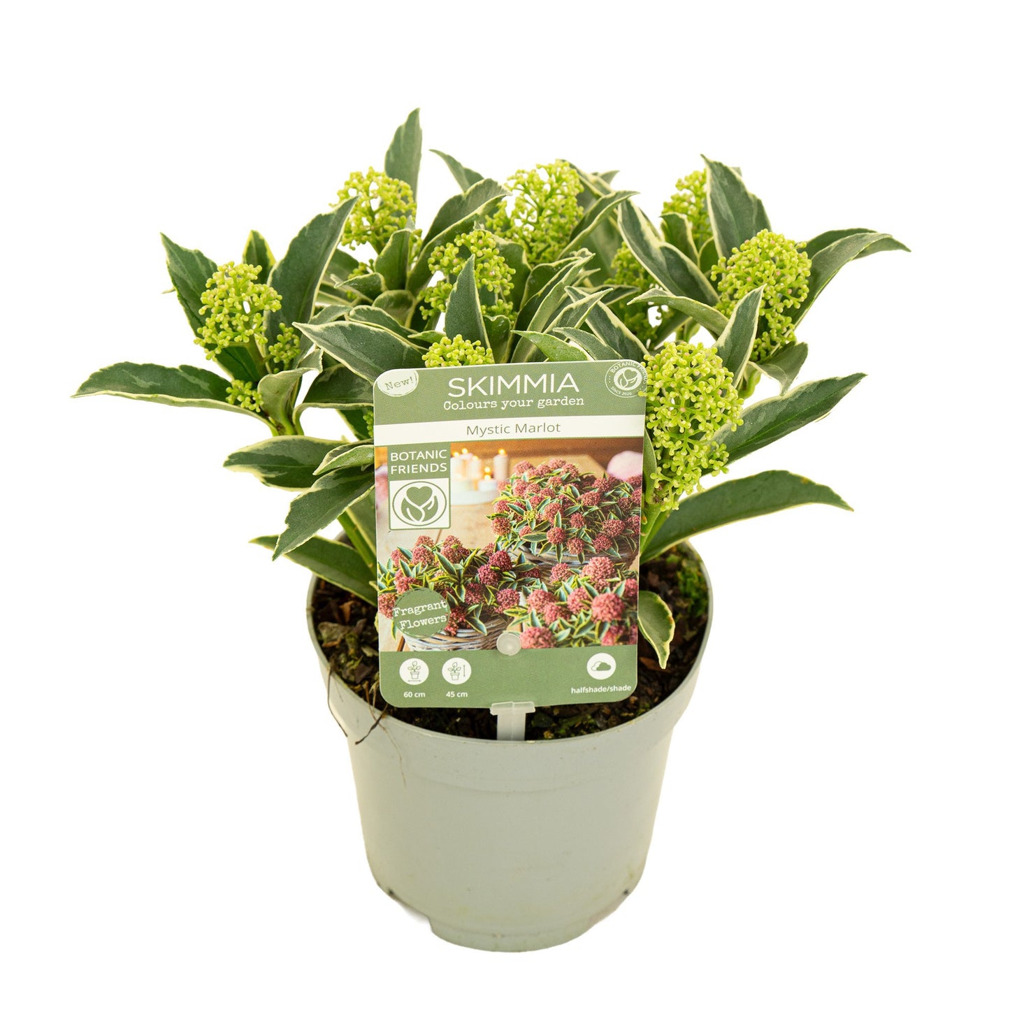 Skimmia japonica Magic Marlot 20cm 10cm Pot