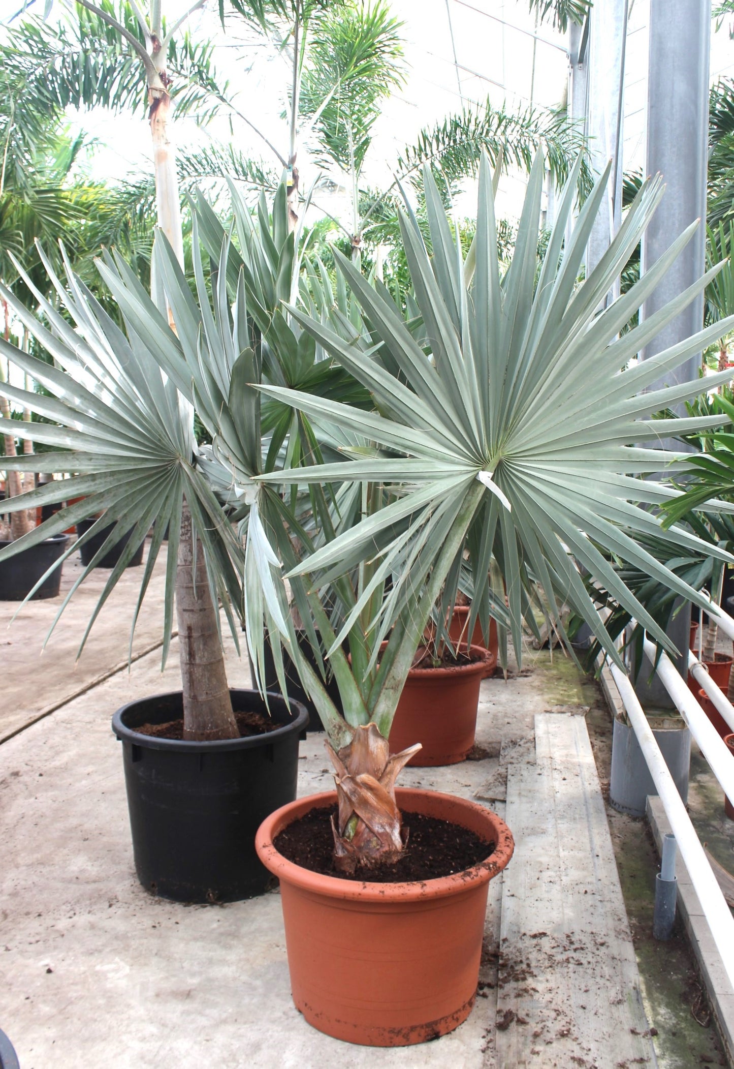 Carludovica palmata 280cm 70cm Pot