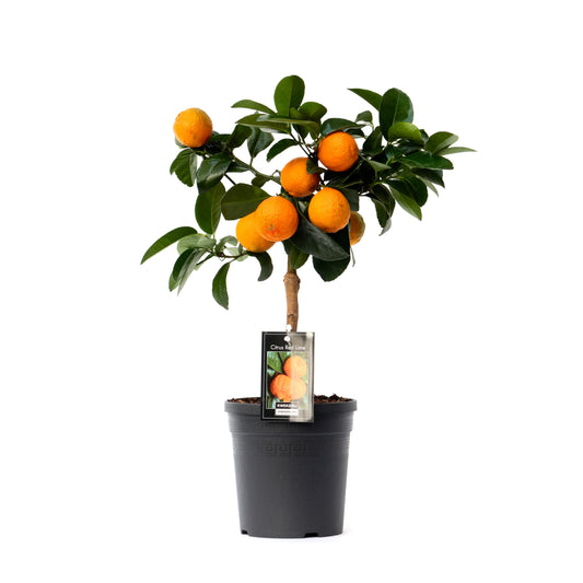 Citrus Red Lime standard 38cm 15cm Pot