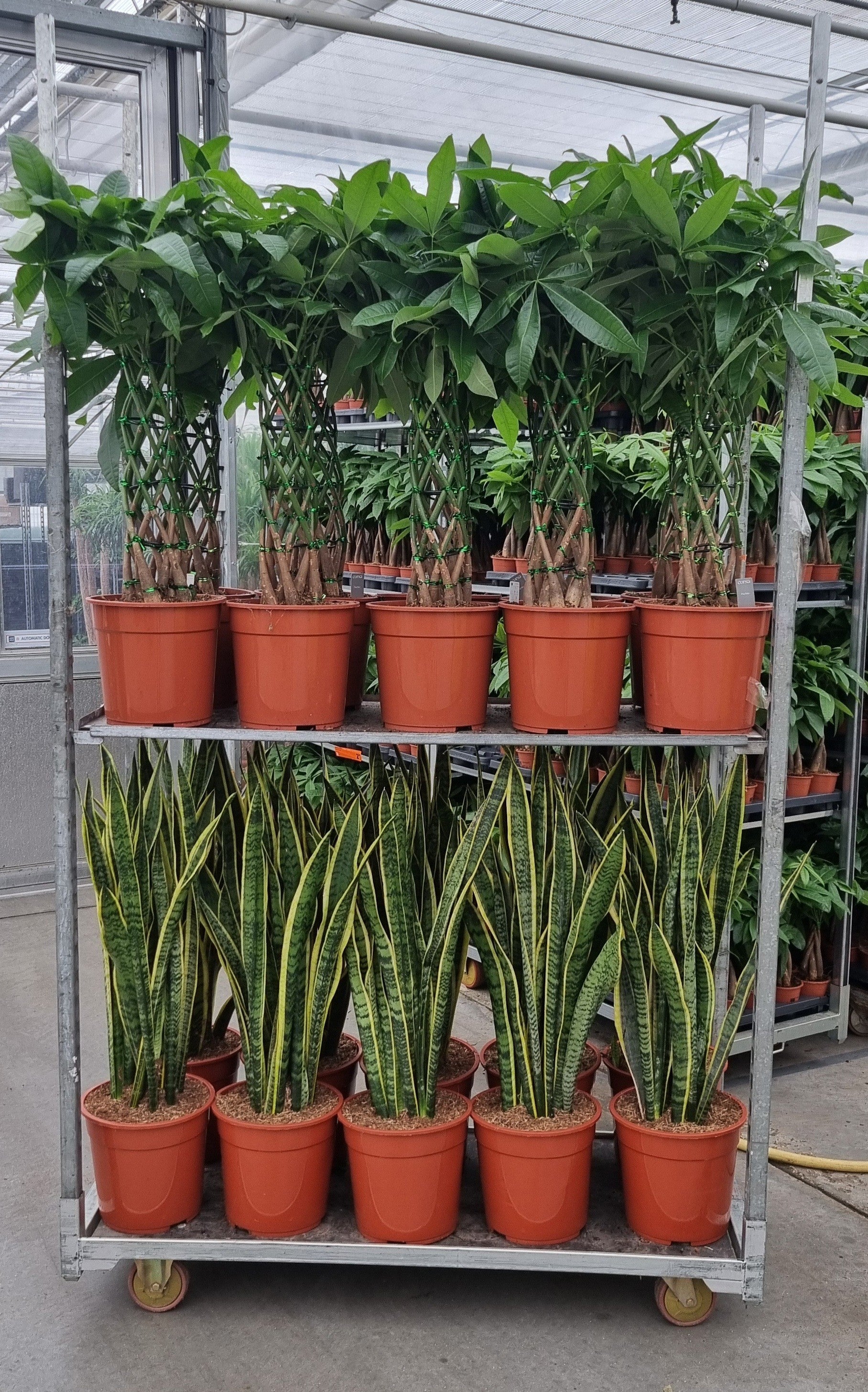 Corsaplant Foliage houseplants mix Pack of 1