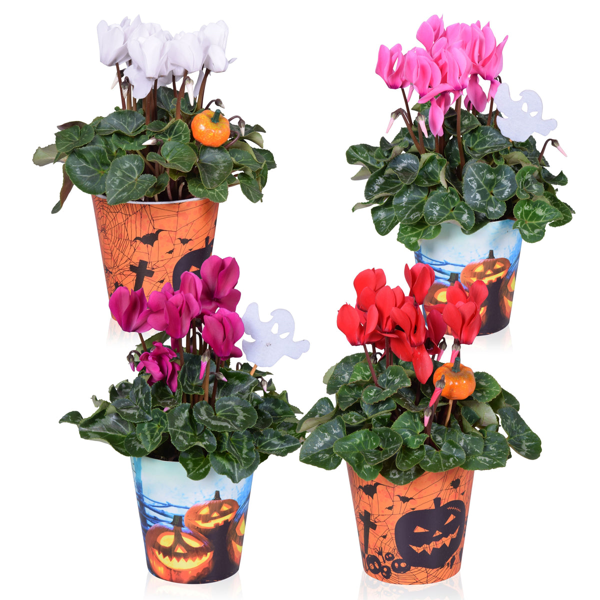 Cyclamen Allure mix 30cm 12cm Pot