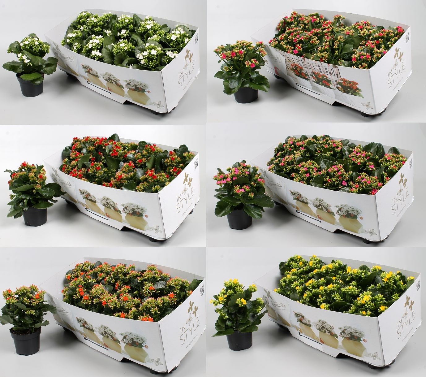 Kalanchoe mix 22cm 10.5cm Pot