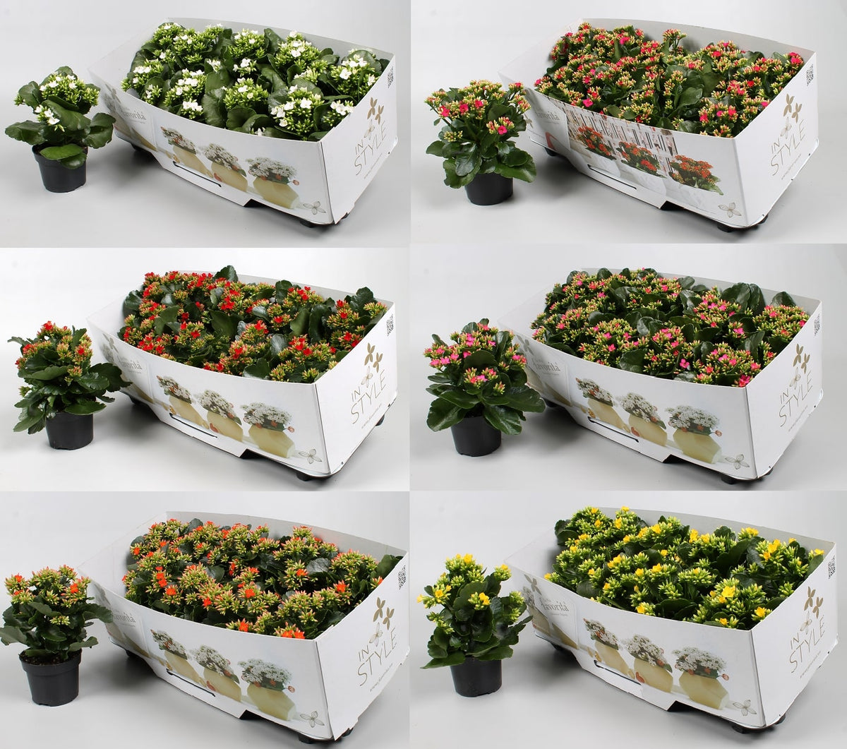Kalanchoe mix 22cm 10.5cm Pot