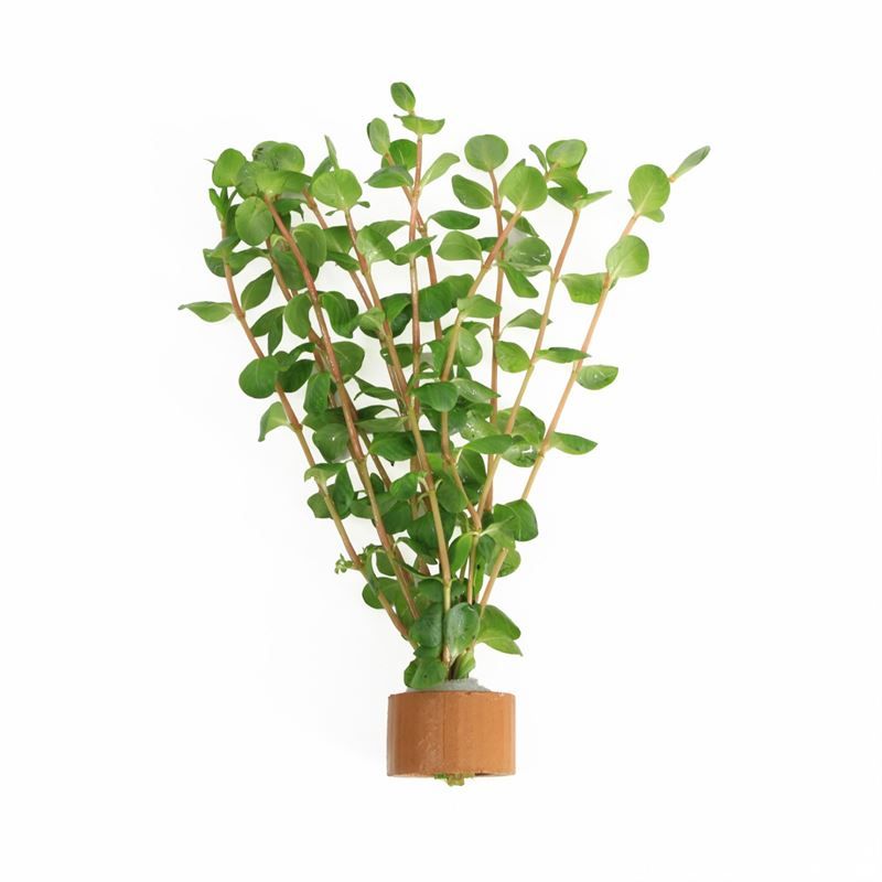 Rotala rotundifolia 5cm 2cm Pot