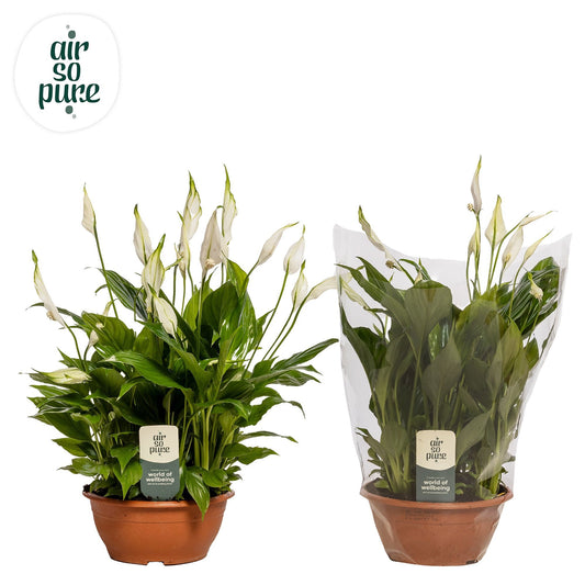 Spathiphyllum Chopin 35cm 17cm Pot