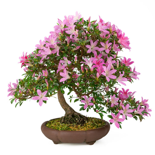 Bonsai Metasequoia Forest 60cm 37cm Pot